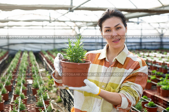 Asian female owner of glasshouse growing rosemary in pots. Стоковое фото, фотограф Яков Филимонов / Фотобанк Лори