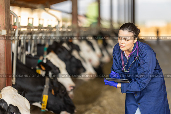 Asian woman working as a veterinarian in a cowshed and taking notes on a tablet. Стоковое фото, фотограф Яков Филимонов / Фотобанк Лори