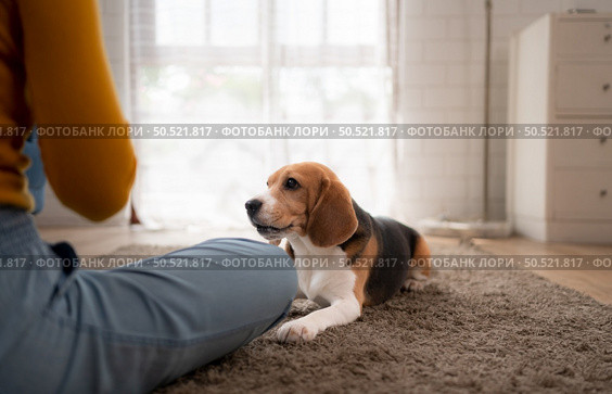 Asian young woman with beagle dog with dog training activities to obey commands in the living room of the house. Стоковое фото, агентство Ingram Publishing / Фотобанк Лори