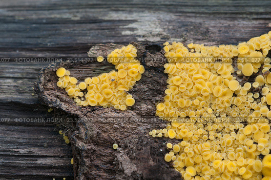 Аскомицет Bisporella citrina [Calycella citrina] Стоковое фото, фотограф Александр Курлович / Фотобанк Лори
