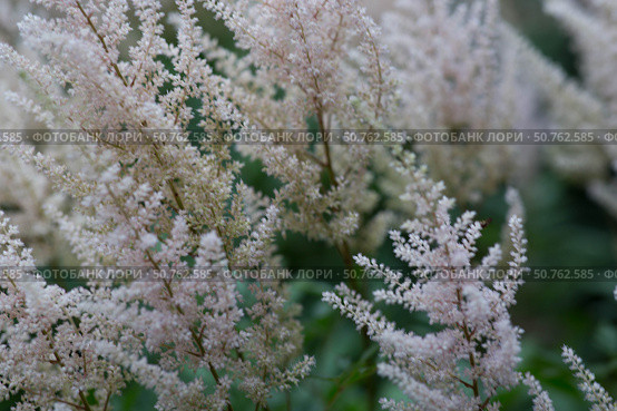 Astilba, or Astilbe (Latin. Astilbe) is a plant of the Saxifragaceae family. Pink flower background. A beautiful, healthy astilbe, blooming in pink tones. Стоковое фото, фотограф Photojuli / Фотобанк Лори