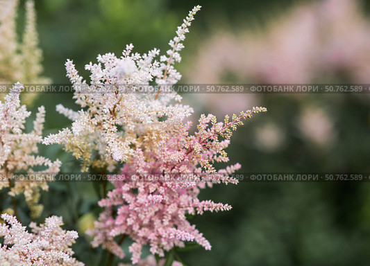 Astilba, or Astilbe (Latin. Astilbe) is a plant of the Saxifragaceae family. Pink flower background. A beautiful, healthy astilbe, blooming in pink tones. Стоковое фото, фотограф Photojuli / Фотобанк Лори