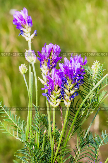 Астрагал эспарцетный (Astragalus onobrychis) - многолетнее травянистое растение. Семейство бобовые - Fabaceae Lindl. (Leguminosae Juss.) Дикорастущие лекарственные растения Сибири. Стоковое фото, фотограф Евгений Мухортов / Фотобанк Лори