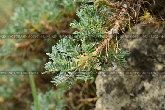 Астрагал колючковый (astragalus arnacantha Bieb) Стоковое фото, фотограф Игорь Архипов / Фотобанк Лори
