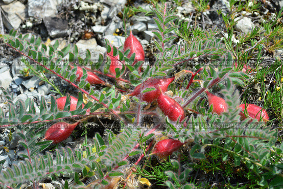 Астрагал пузырчатый, или Астрагал вздутый (лат. Astragalus physodes) Стоковое фото, фотограф Игорь Архипов / Фотобанк Лори