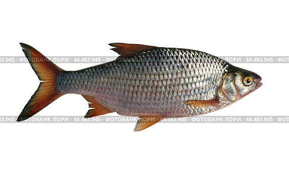 Астраханская Вобла  на изолированном фоне  ( Rutilus caspicus (Yakovlev, 1870) - промысловая рыба Волго-Каспийского бассейна. Стоковое фото, фотограф Павел Просянов / Фотобанк Лори