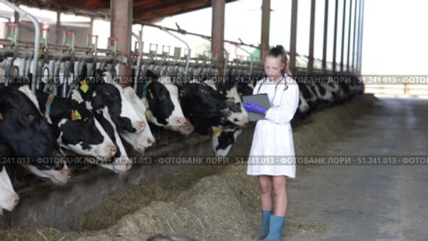 Attentive young female vet using digital tablet to monitor cattle at dairy farm. Стоковое видео, видеограф Яков Филимонов / Фотобанк Лори