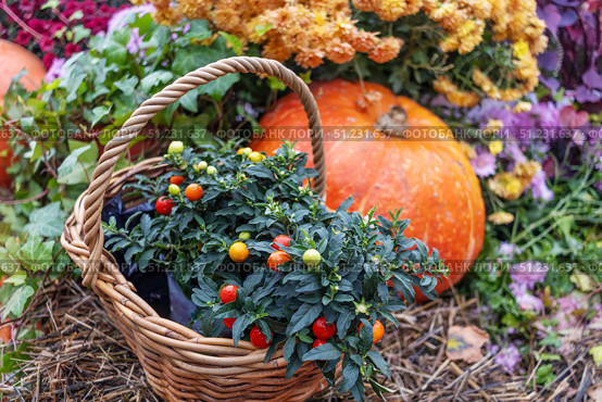 Autumn composition with decorative pepper in pot in wicker basket surrounded by pumpkins and bright flowers. Atmosphere of autumn harvest. Стоковое фото, фотограф Алла Чесноковва / Фотобанк Лори