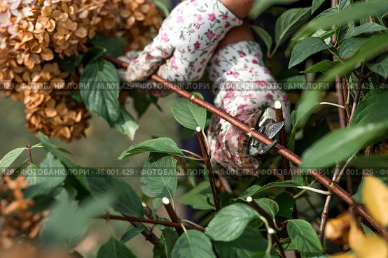 Autumn gardening. The gardener uses pruning shears. Pruning hydrangea bushes with pruning shears after flowering. Cottage and garden flower care. Стоковое фото, фотограф Photojuli / Фотобанк Лори