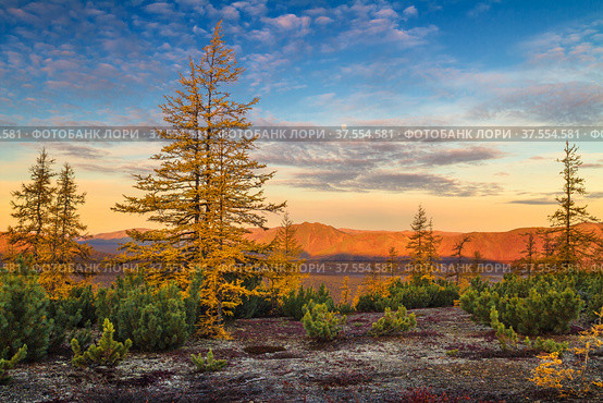 Autumn landscape with larch trees and mountains at dawn. Sky with clouds and full moon. Ridge Keperveney, Chukotka, Russia. Стоковое фото, фотограф Андрей Степанов / Фотобанк Лори