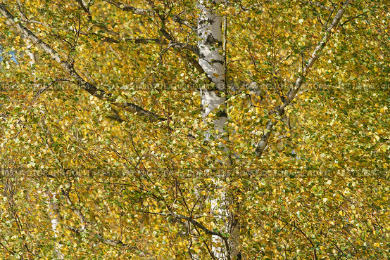 Autumn landscape. Yellow colors, sunny, fresh air. Beautiful colorful  birch tree. Concept of the beauty in nature. Golden October in the Russian forest. Стоковое фото, фотограф YuryKara / Фотобанк Лори