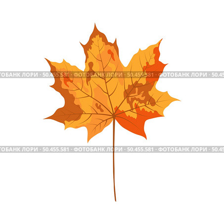 Autumn maple leaf. Leaf fall. Vector illustration. Стоковая иллюстрация, агентство Ingram Publishing / Фотобанк Лори
