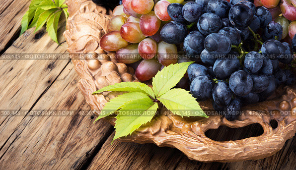 autumn ripe grapes. tray with ripe brushes of grapevine of autumn varieties. Стоковое фото, агентство Ingram Publishing / Фотобанк Лори