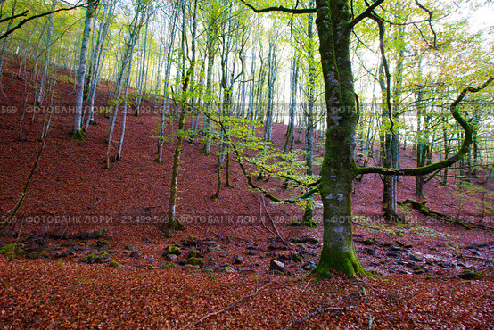 Autumn Selva de Irati fall beech jungle in Navarra Pyrenees of Spain. Стоковое фото, фотограф Tono Balaguer / Ingram Publishing / Фотобанк Лори