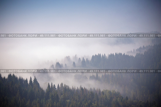 Autumn September foggy morning in Carpathian mountains. Стоковое фото, агентство Ingram Publishing / Фотобанк Лори