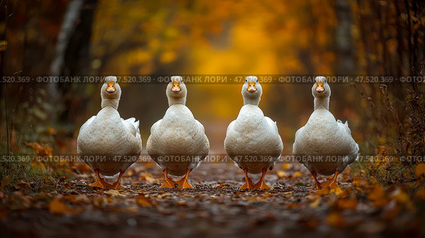 Autumnal Escapade: A Quorum of Quacking White Fowl Strutting Through an Amber Woodland Path. Стоковое AI-изображение, AI-художник Данила Большаков / Фотобанк Лори