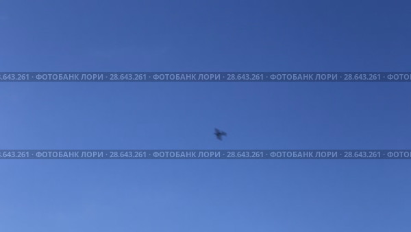 Авиамоделизм. Модель самолета выполняет фигуры высшего пилотажа. Стоковое видео, видеограф Евгений Ткачёв / Фотобанк Лори