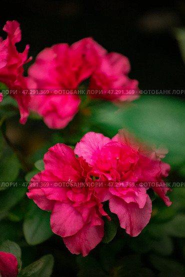 Azalea blooming beautifully in a vibrant greenhouse vertical. Стоковое фото, фотограф Наталья Симакова / Фотобанк Лори
