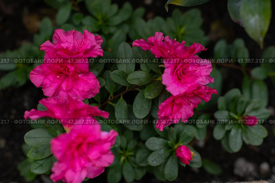 Azalea blooming beautifully in a vibrant greenhouse. Стоковое фото, фотограф Наталья Симакова / Фотобанк Лори