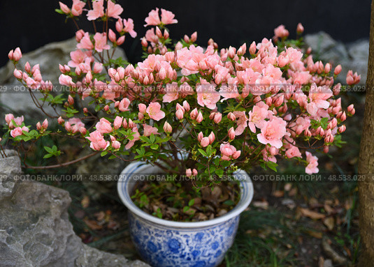 Azalea shrub with numerous pink blossoms and buds in a blue ceramic pot. Blooming rhododendron among stones in a garden. Стоковое фото, фотограф Татьяна Терехина / Фотобанк Лори