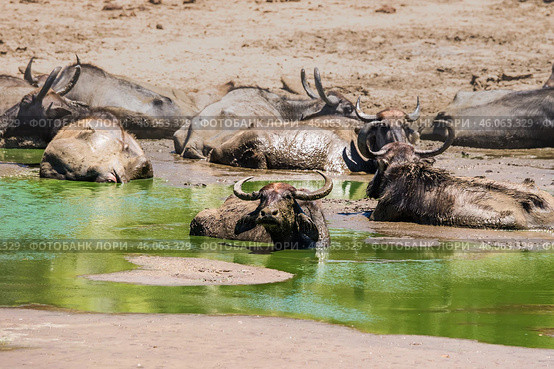 Азиатские, или индийские водяные, буйволы (Bubalus arnee) лежат в воде у берега водопоя спасаясь от жары (2016 год). Стоковое фото, фотограф Анна Ефимова / Фотобанк Лори