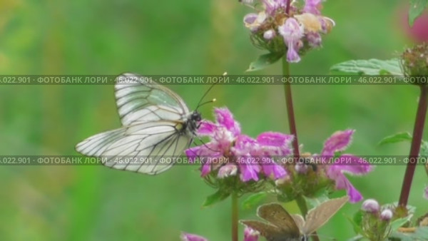 Бабочка Боярышница Aporia crataegi. Стоковое видео, видеограф Александр Мамонтов / Фотобанк Лори