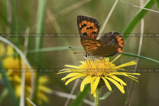 Бабочка червонец пятнистый (лат. Lycaena phlaeas) на желтом цветке. Стоковое фото, фотограф Mixail59 / Фотобанк Лори