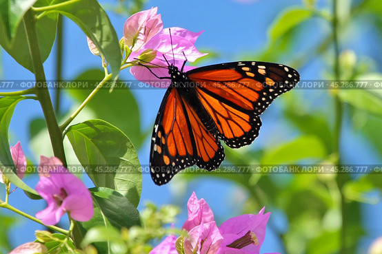 Бабочка Danaus plexippus (Монарх) Стоковое фото, фотограф Александр Тарасенков / Фотобанк Лори