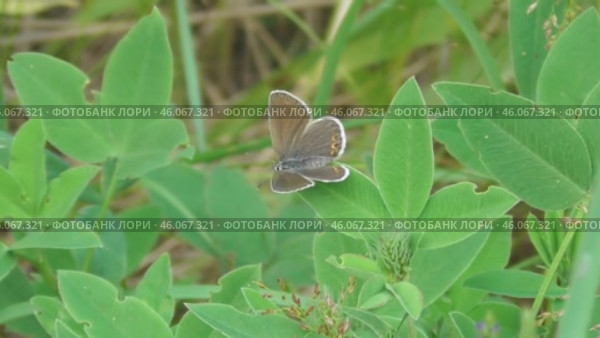 Бабочка голубянка икар Polyommatus icarus самка. Стоковое видео, видеограф Александр Мамонтов / Фотобанк Лори