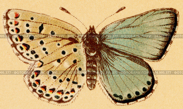 Бабочка - Голубянка красивая (Lycaena bellargus rott) Стоковая иллюстрация, иллюстратор Макаров Алексей / Фотобанк Лори