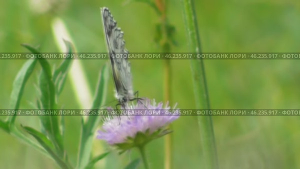 Бабочка Пестроглазка галатея Melanargia galathea. Стоковое видео, видеограф Александр Мамонтов / Фотобанк Лори