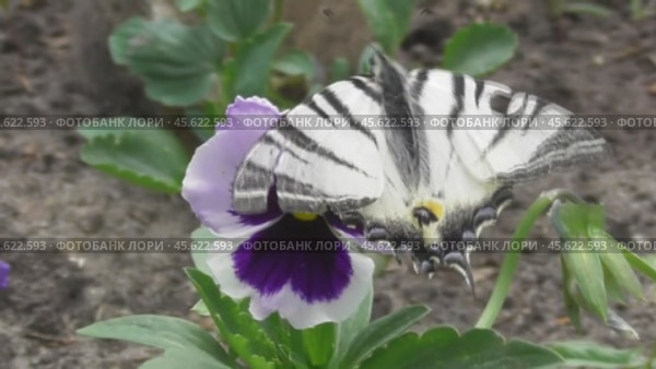 Бабочка Подалирий Iphiclides podalirius (2019 год). Редакционное видео, видеограф Александр Мамонтов / Фотобанк Лори