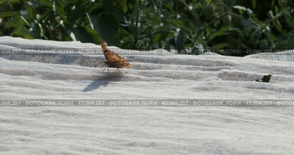 Бабочка поедает фрукты хоботком через белую ткань. Крупный план. Butterfly eats fruit with its proboscis, through a white cloth. Стоковое видео, видеограф Александр Собко / Фотобанк Лори