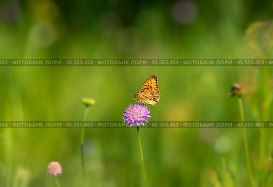 Бабочка шашечница Аталия (лат. Melitaea athalia) на луговом цветке. Стоковое фото, фотограф Олег Пученков / Фотобанк Лори