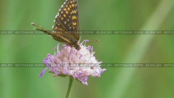 Бабочка Шашечница Аталия Melitaea athalia. Стоковое видео, видеограф Александр Мамонтов / Фотобанк Лори