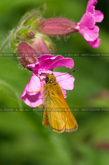 Бабочка - толстоголовка тире (Thymelicus lineola) сидит на цветке. Стоковое фото, фотограф Елена Коромыслова / Фотобанк Лори