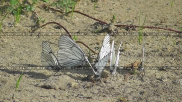 Бабочки Боярышницы Aporia crataegi на песке. Стоковое видео, видеограф Александр Мамонтов / Фотобанк Лори
