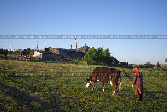 Бабушка гонит корову. Стоковое фото, фотограф Талдыкин Юрий / Фотобанк Лори