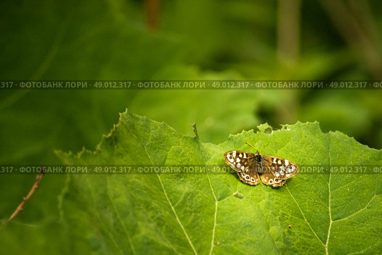 Background picture with a butterfly on a leaf. Стоковое фото, агентство Ingram Publishing / Фотобанк Лори