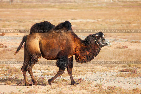 Bactrian camel. Стоковое фото, фотограф Art Konovalov / Фотобанк Лори