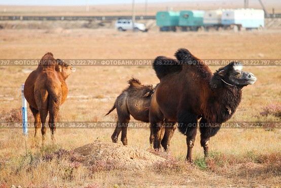 Bactrian camels. Стоковое фото, фотограф Art Konovalov / Фотобанк Лори
