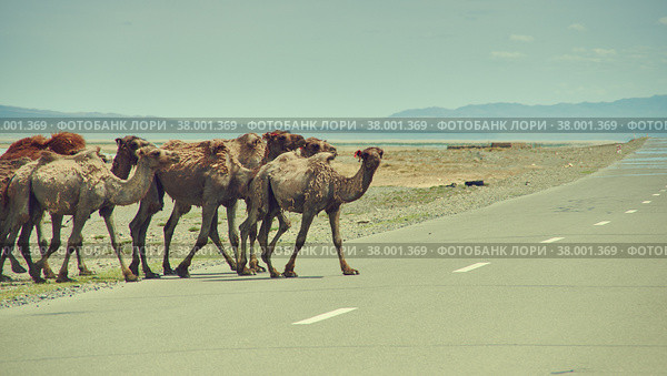 Bactrian or two-humped camel. Стоковое фото, фотограф Александр Fanfo / Фотобанк Лори