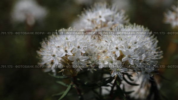 Багульник болотный (Ledum palustre). Цветы растения крупным планом, Ямало-Ненецкий автономный округ. Стоковое видео, видеограф Григорий Писоцкий / Фотобанк Лори