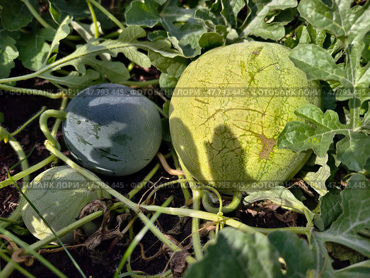 Бахча. Выращивание арбузов на приусадебном участке на даче. Watermelons fruits surrounded by stems and leaves in the garden. Стоковое фото, фотограф Сергей Пристяжнюк (Serg Zastavkin) / Фотобанк Лори