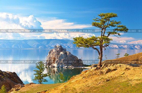 Baikal Lake. Olkhon Island. Beautiful old larch and Shamanka Rock on June afternoon. Стоковое фото, фотограф Виктория Катьянова / Фотобанк Лори