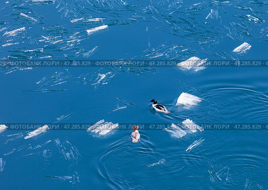Baikal Lake on spring day. Top view of pair of wild ducks on blue water among melting ice floes near shore of Olkhon Island. Animals in their natural habitat. Beautiful spring landscape. Natural background. Стоковое фото, фотограф Виктория Катьянова / Фотобанк Лори
