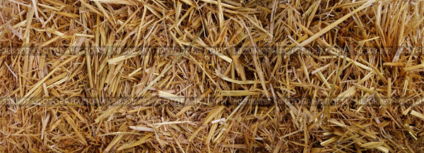 Bale of hay background as an agriculture farm and farming symbol of harvest time with dried grass straw as a bundled tied haystack as a thanksgiving autumn and fall season symbol. Стоковое фото, агентство Ingram Publishing / Фотобанк Лори
