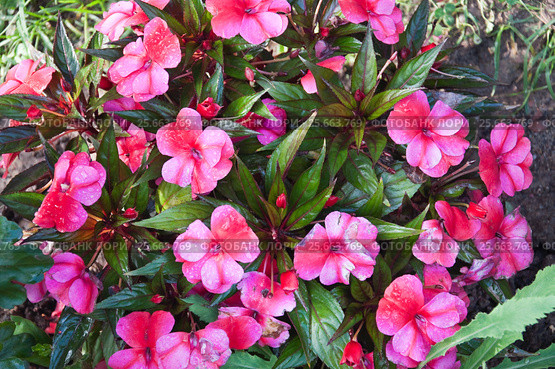 Бальзамин новогвинейский (Impatiens) Стоковое фото, фотограф Алёшина Оксана / Фотобанк Лори