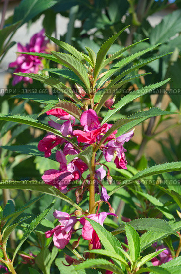 Бальзамин садовый (лат. Impatiens balsamina) цветет в летнем саду. Стоковое фото, фотограф Елена Коромыслова / Фотобанк Лори
