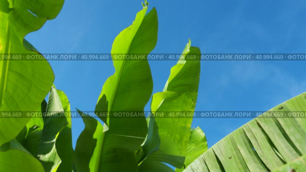 Banana tree, cultivated plant of the genus Banana Musa. Large green beautiful banana leaves sway in the wind. Blue sky. Banana plantation in Ecuador. Tropical sunny evening. Tourism and agriculture. Стоковое видео, видеограф Юлия Петровская / Фотобанк Лори